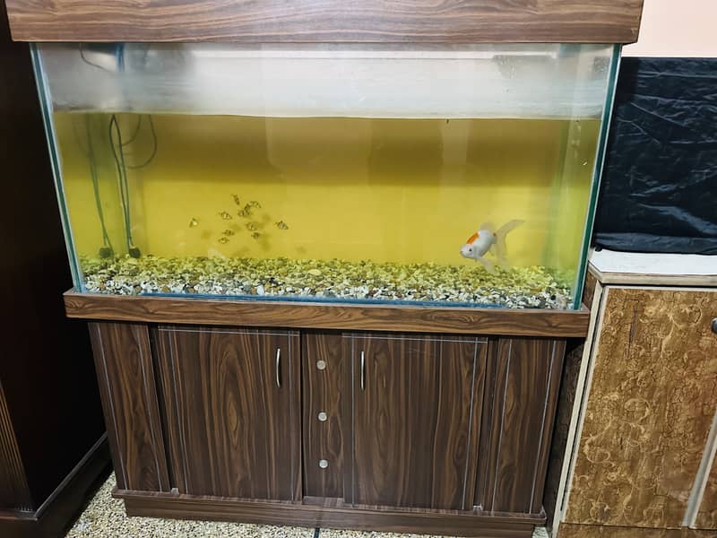 Fish and aquarium 1