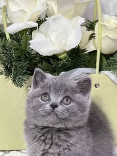 British shorthair