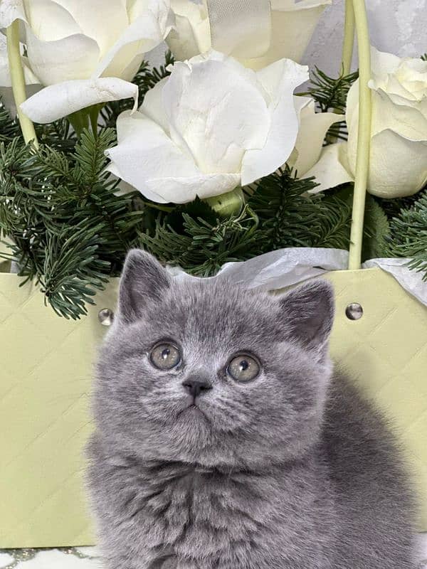 British shorthair 0