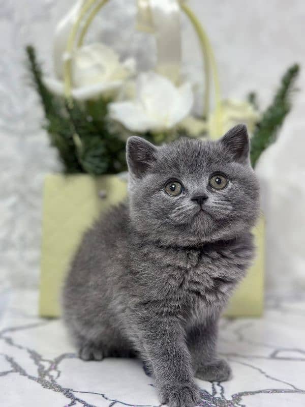 British shorthair 1