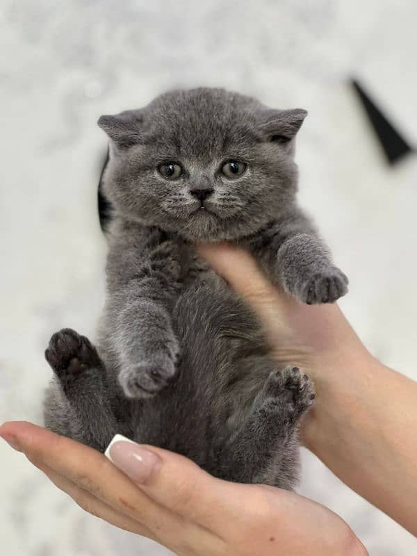 British shorthair 2