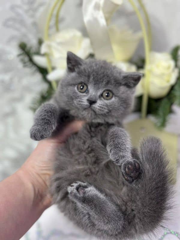 British shorthair 3