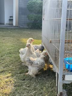 brahma chicks for sale