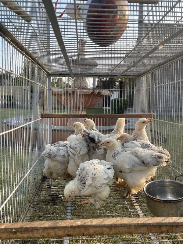 brahma chicks for sale 1