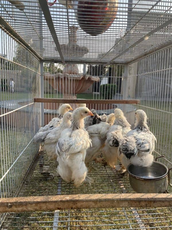 brahma chicks for sale 2