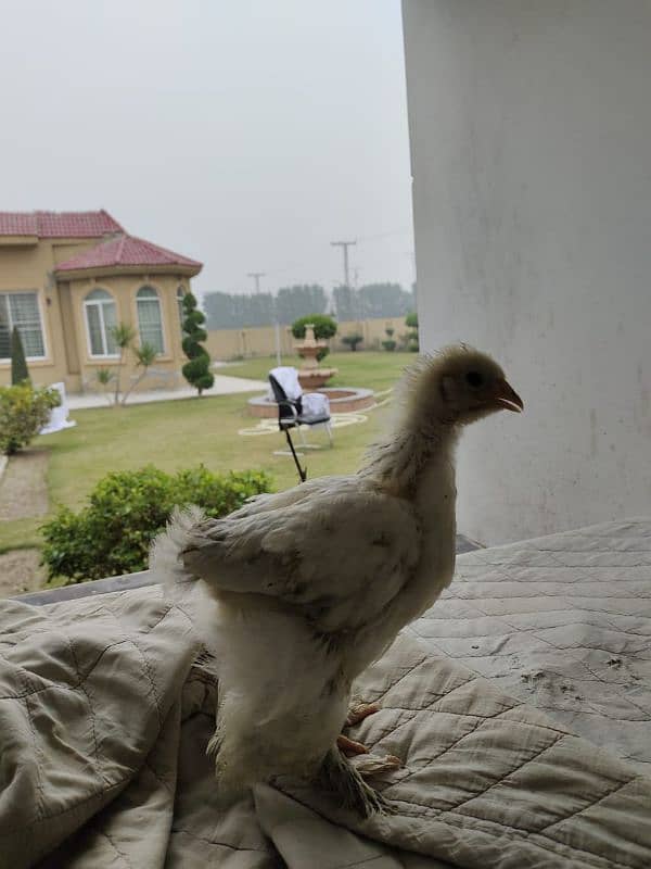 brahma chicks for sale 4