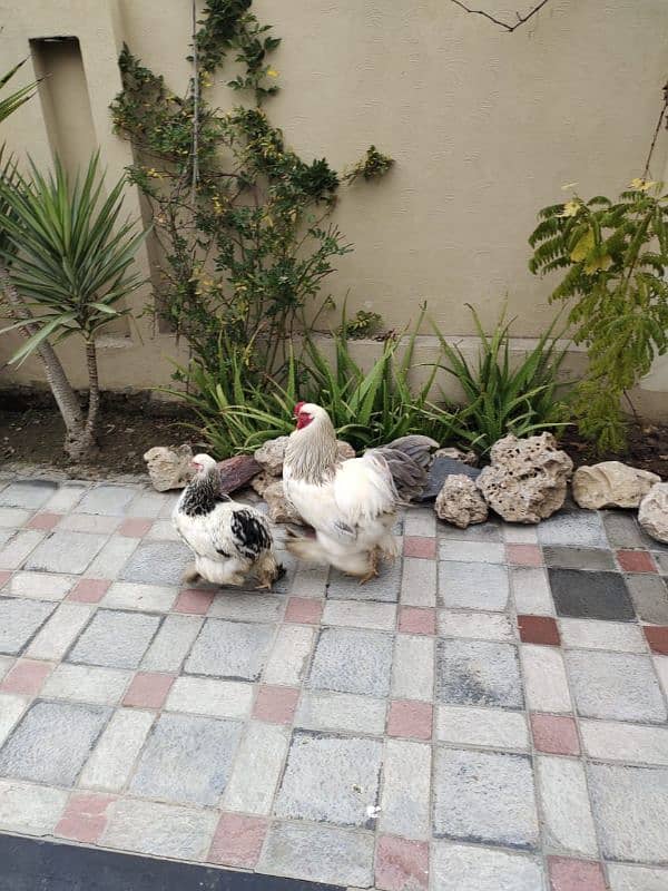 brahma chicks for sale 5