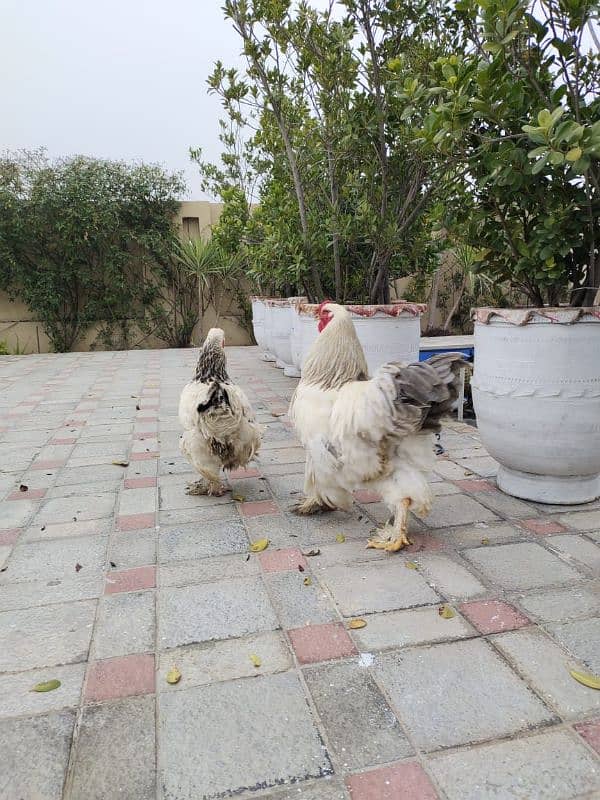 brahma chicks for sale 6