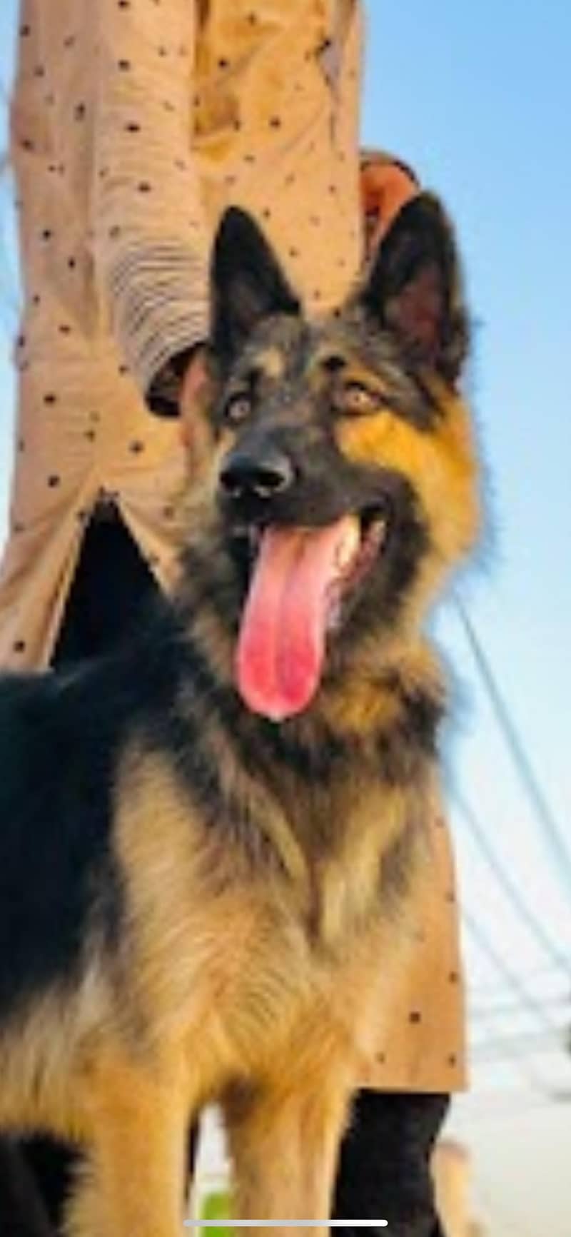 German shepherd male dog for sale 1