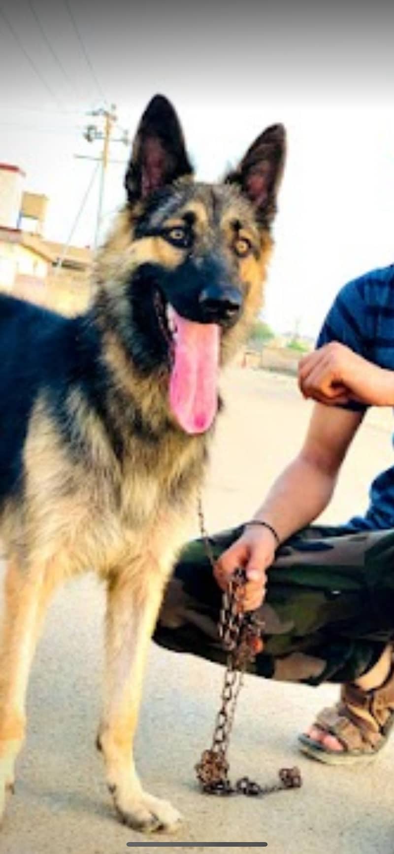 German shepherd male dog for sale 2