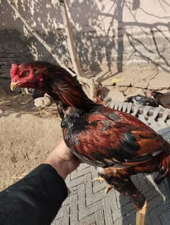 Aseel murgha and chicks Mianwali