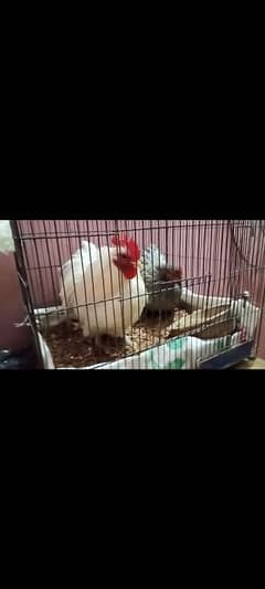 Bantum pair  Whitebantum Male Bluebantum female fancy hens