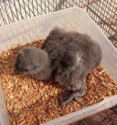 Grand Eclectus Chick ,03335544828