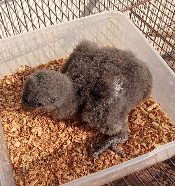 Grand Eclectus Chick ,03335544828 0