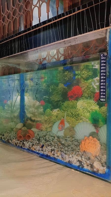 Aquarium And Fish 1