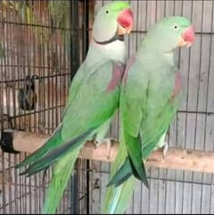 Kashmiri Raw Parrots Breeder Pair For Urgent Sale