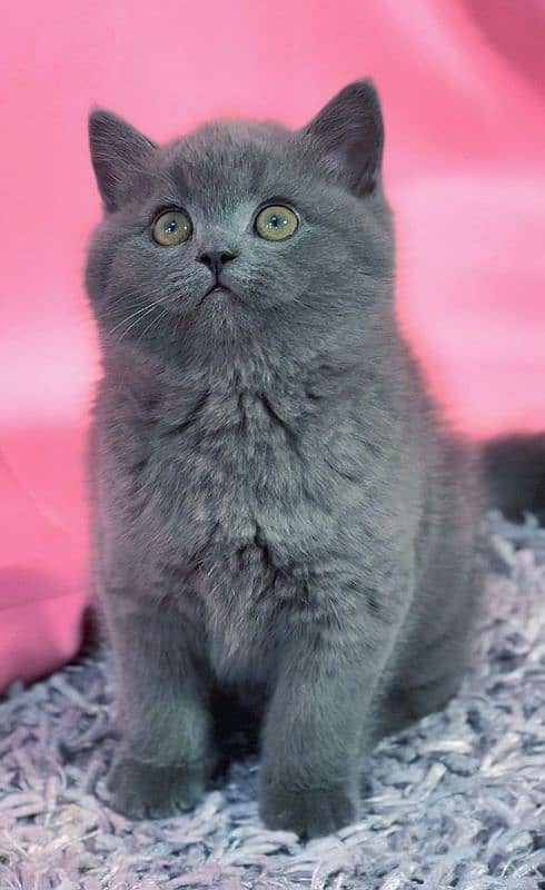 British shorthair 3