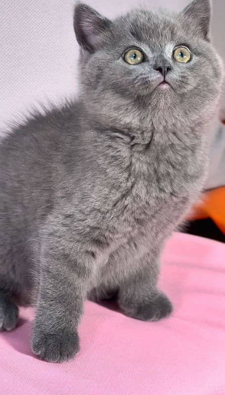 British shorthair 5