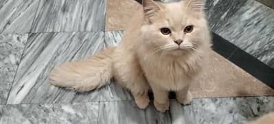 Male Persian cat