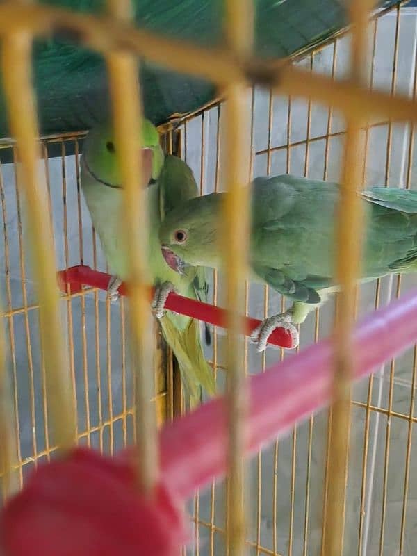 parrot pair 0