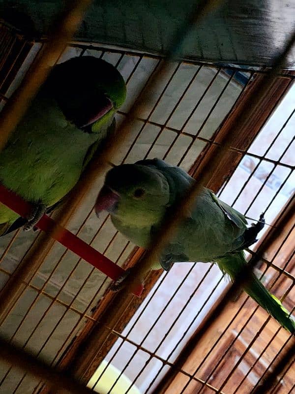 parrot pair 2