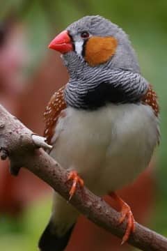 Black Zebra finch / finches orange chick breeder male