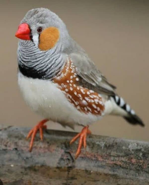 Black Zebra finch / finches orange chick breeder male 1