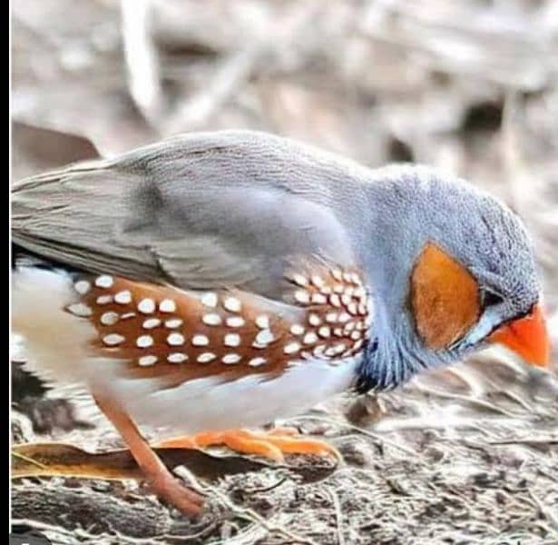 Black Zebra finch / finches orange chick breeder male 2