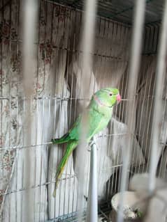 jungle green parrot