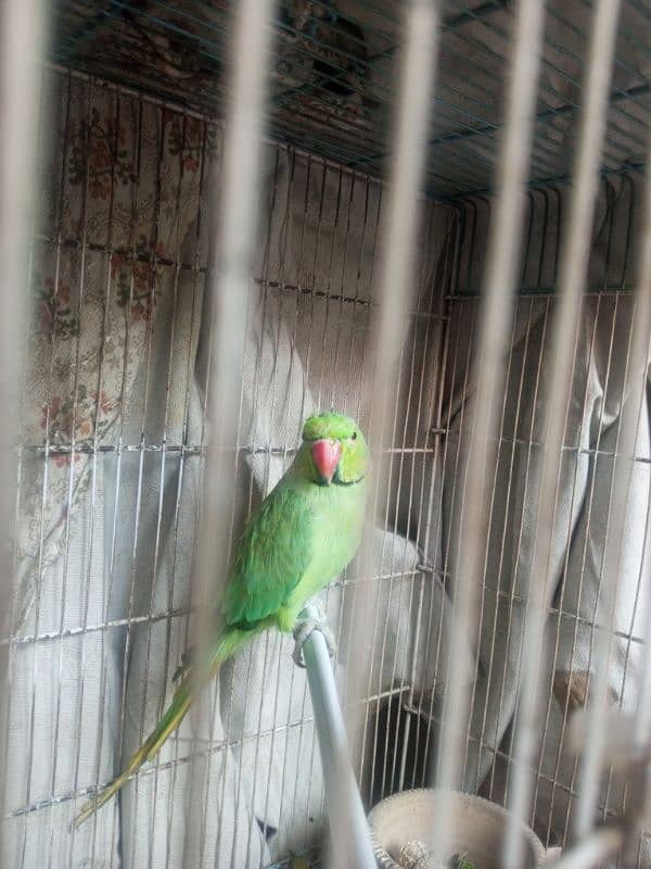 jungle green parrot 1