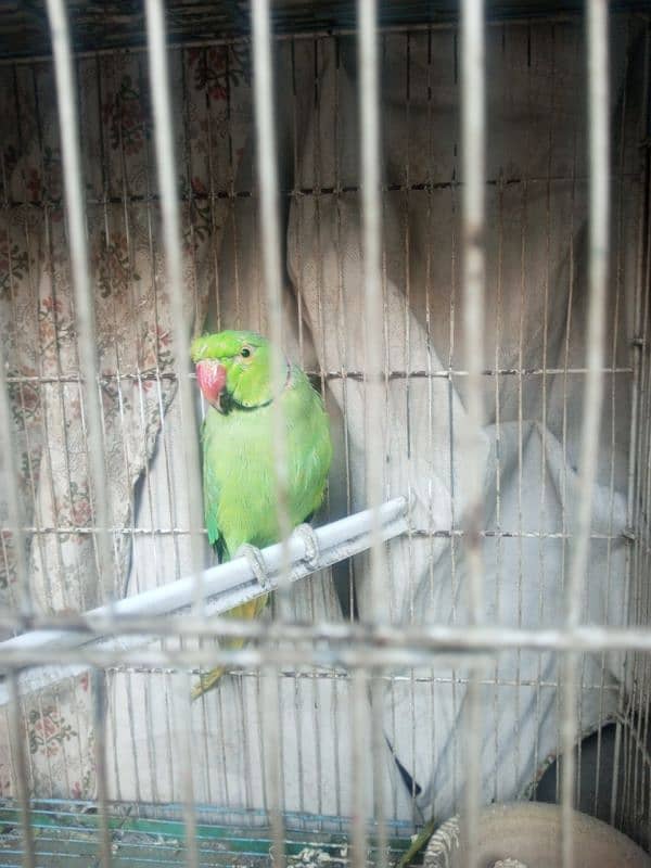 jungle green parrot 2