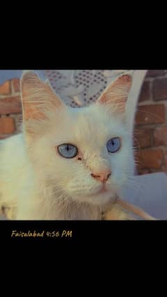 White Cat