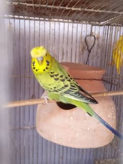 Budgies Undersize