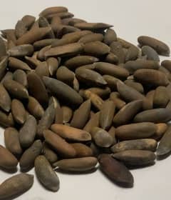 Pine Nuts  ( چلغوزہ)