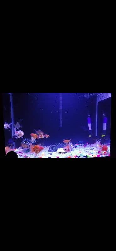 aquarium 3