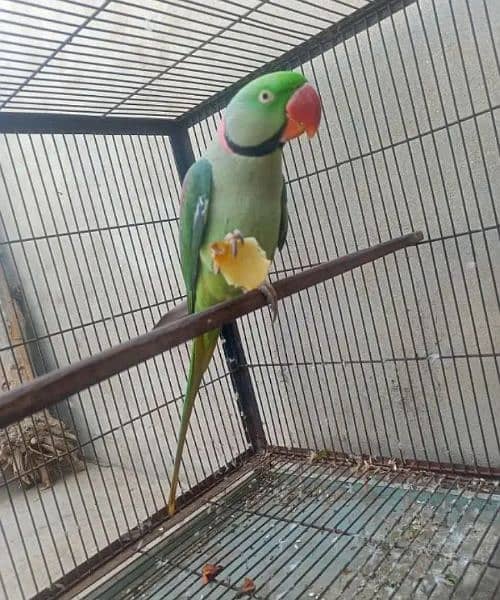 Kashmiri Raw Parrot For Sale 0