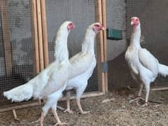 Shamo Chicks | Shamo Female | King Shamo | o shamo | Oh shamo