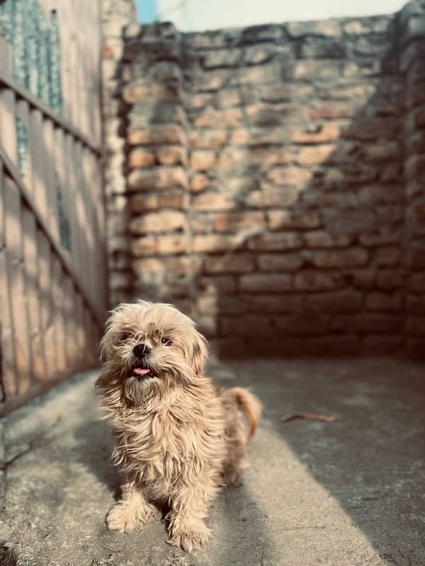 shitzu female dog  in Abbottabad 1