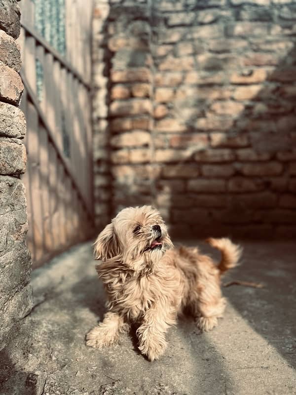 shitzu female dog  in Abbottabad 2