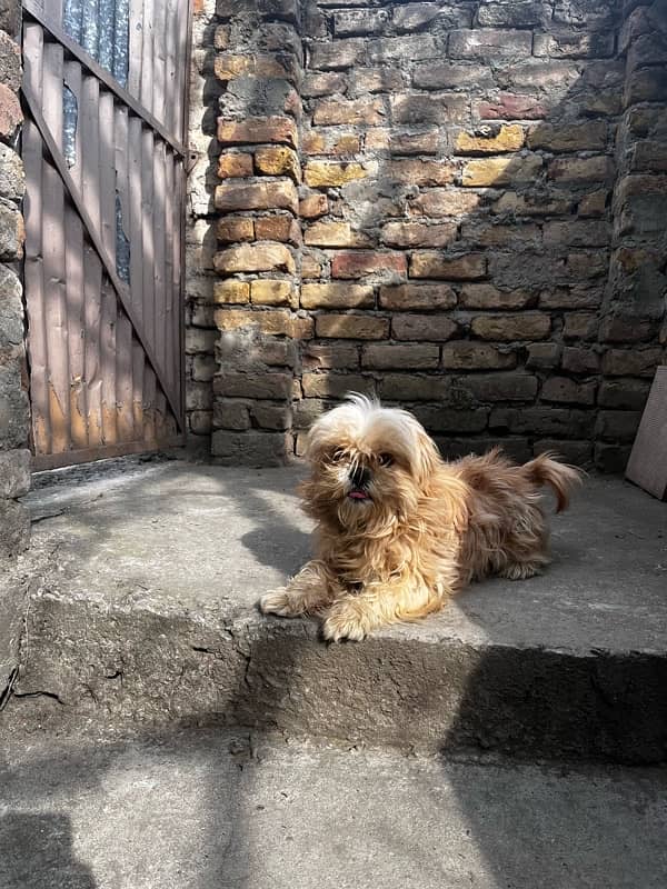 shitzu female dog  in Abbottabad 3