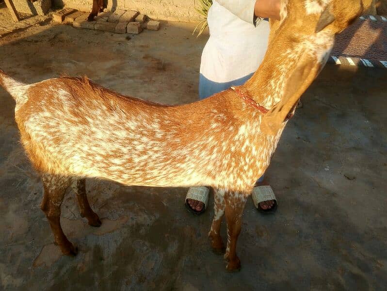 Goat for sales 3