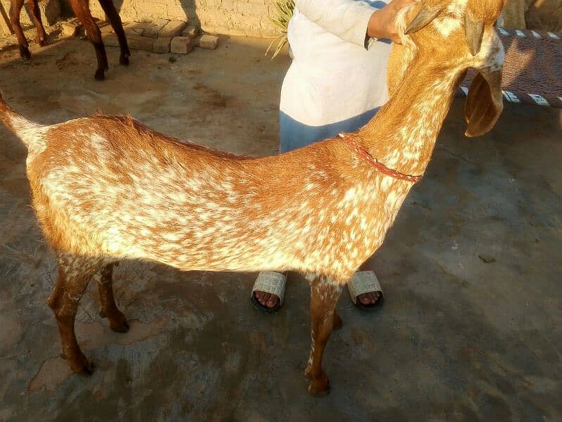 Goat for sales 4