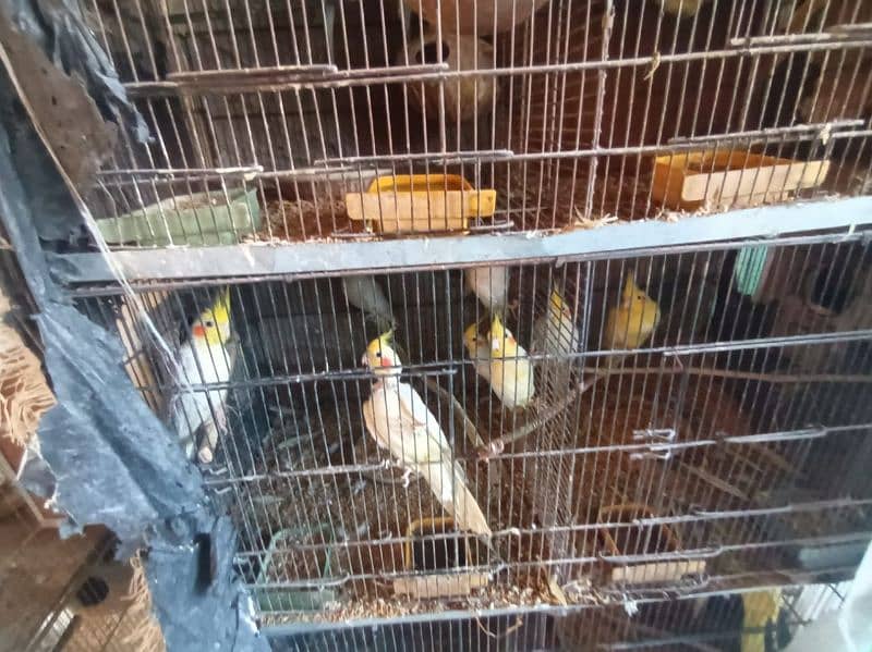 cocktail n Australian for sale breeder pair 0