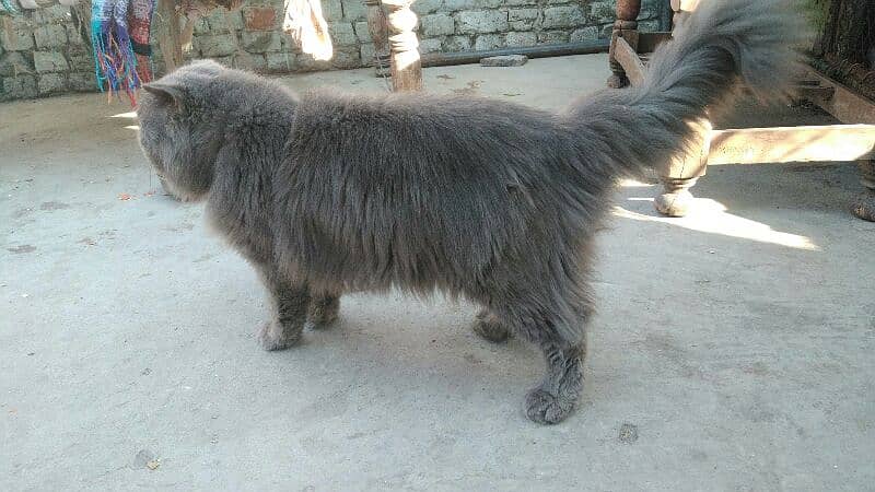 Persian male for sale 3 cote 4