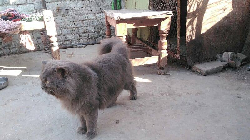 Persian male for sale 3 cote 6