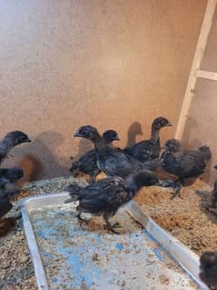 Ayam cemani