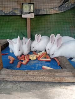 Rabbits for sale