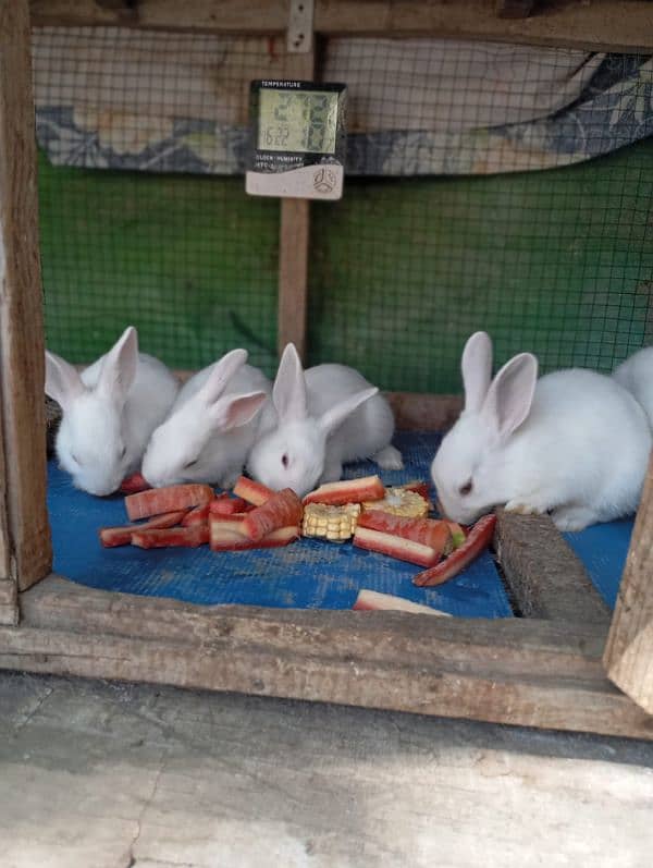 Rabbits for sale 1