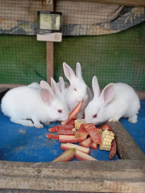 Rabbits for sale 2