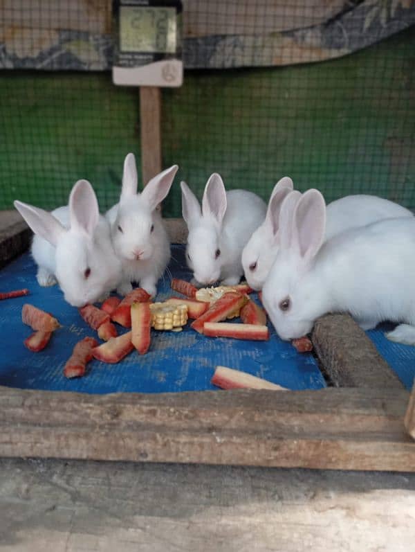 Rabbits for sale 3